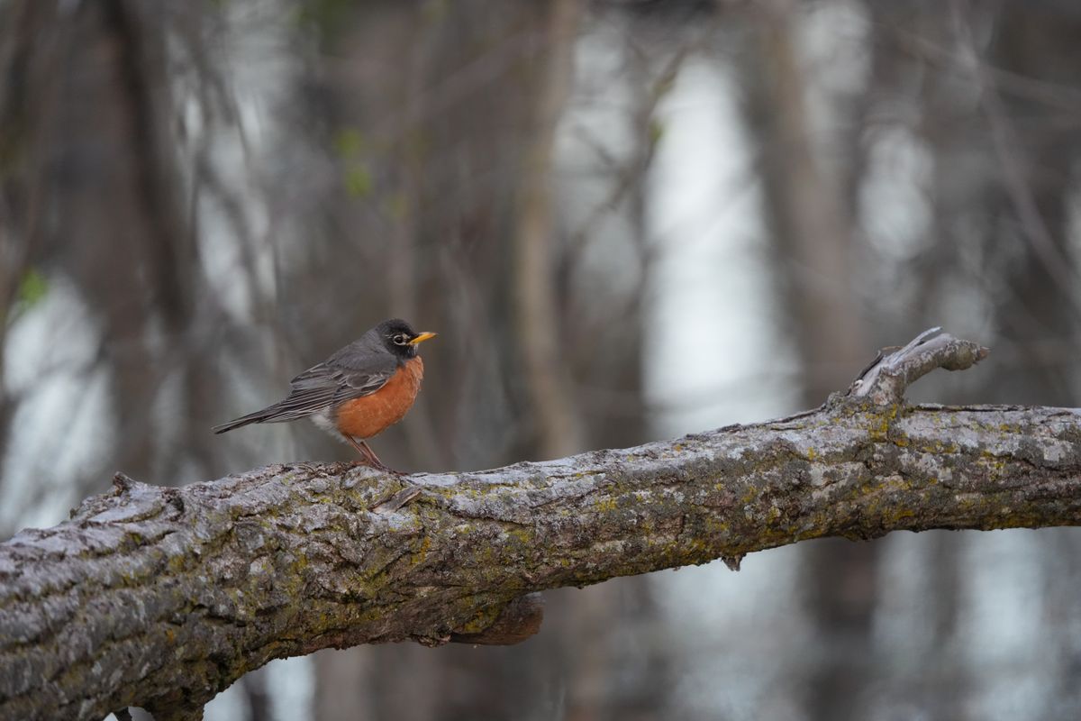 Wildlife images shot on the Sony A7R VI, unedited JPEG with slight resize to 7K pixels wide for web upload