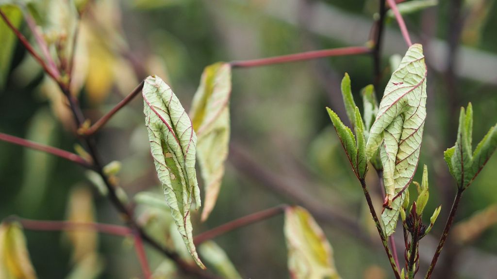 veined leaves and reddish stems of roselle hibiscus 