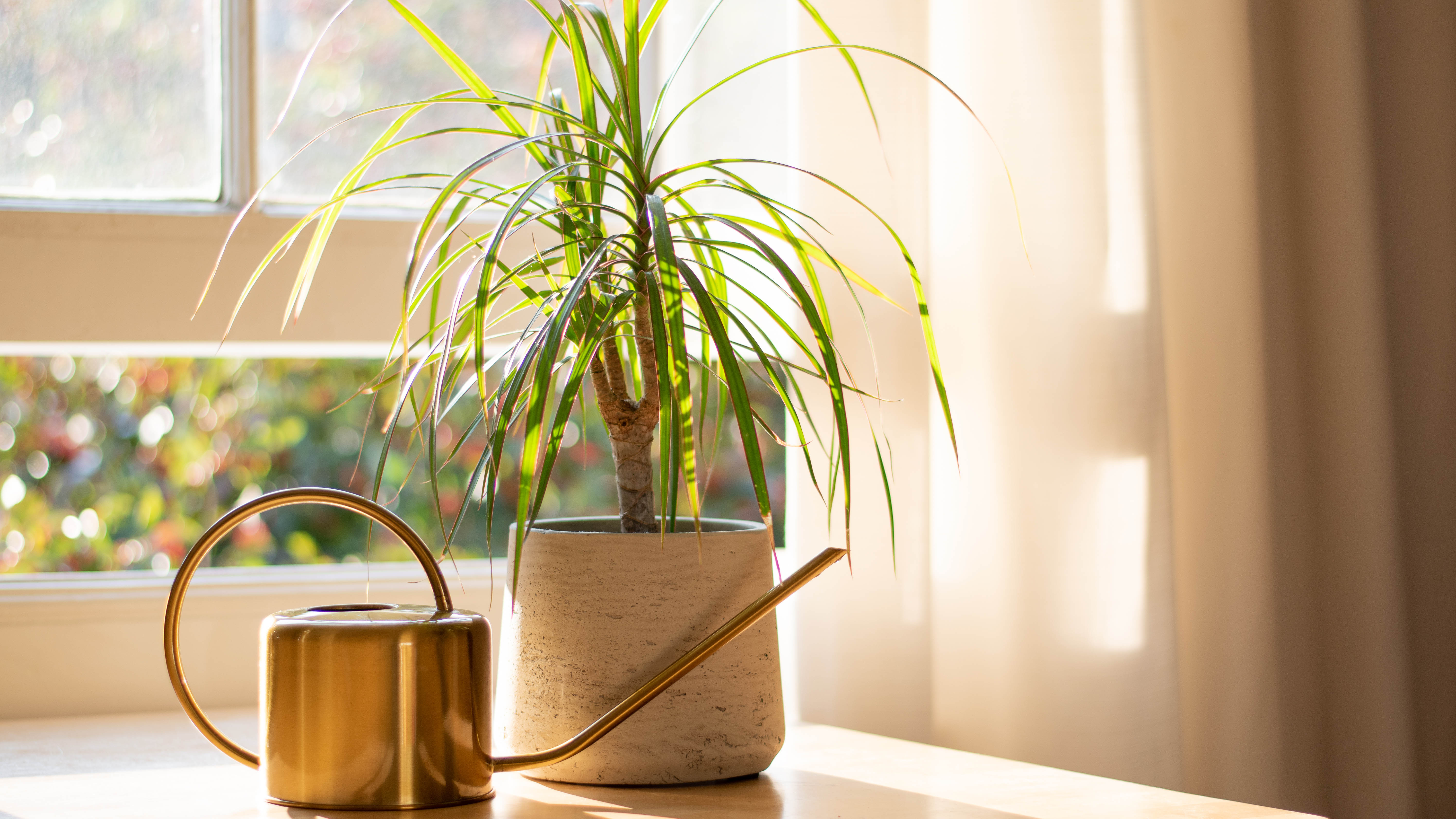 A dracaena marginata plant on a table next to a watering can