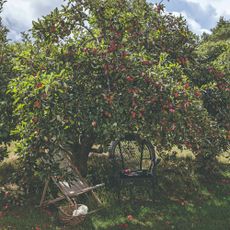 A large fruit tree with seating underneath it