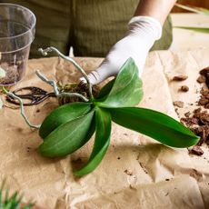 Repotting moth orchid