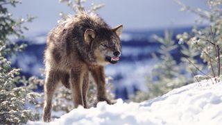 A wolf snarling in the snow