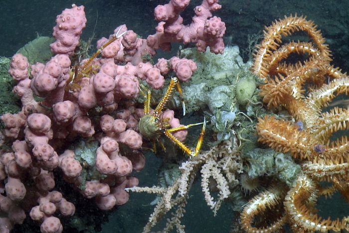 Lobster in coral offshore Virginia, dangers, endangered coral