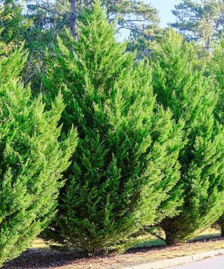 A row of Leyland cypress trees