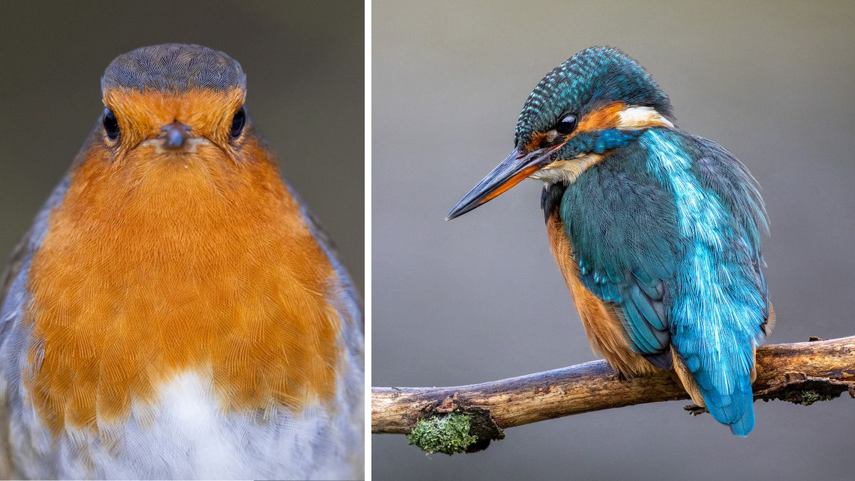 Kingfisher and robin