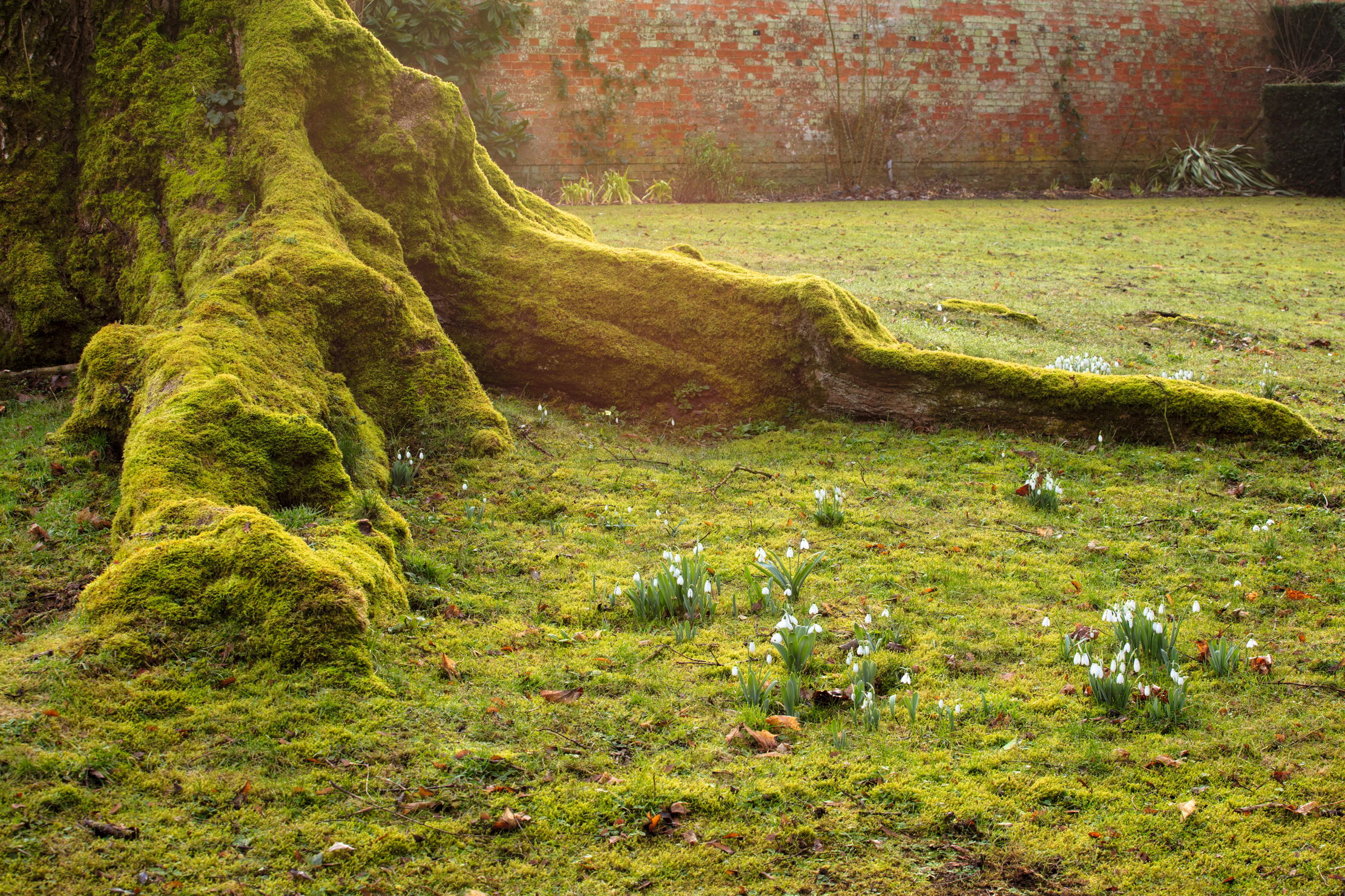 Thenford&#039;s snowdrops appear across the gardens at Thenford.