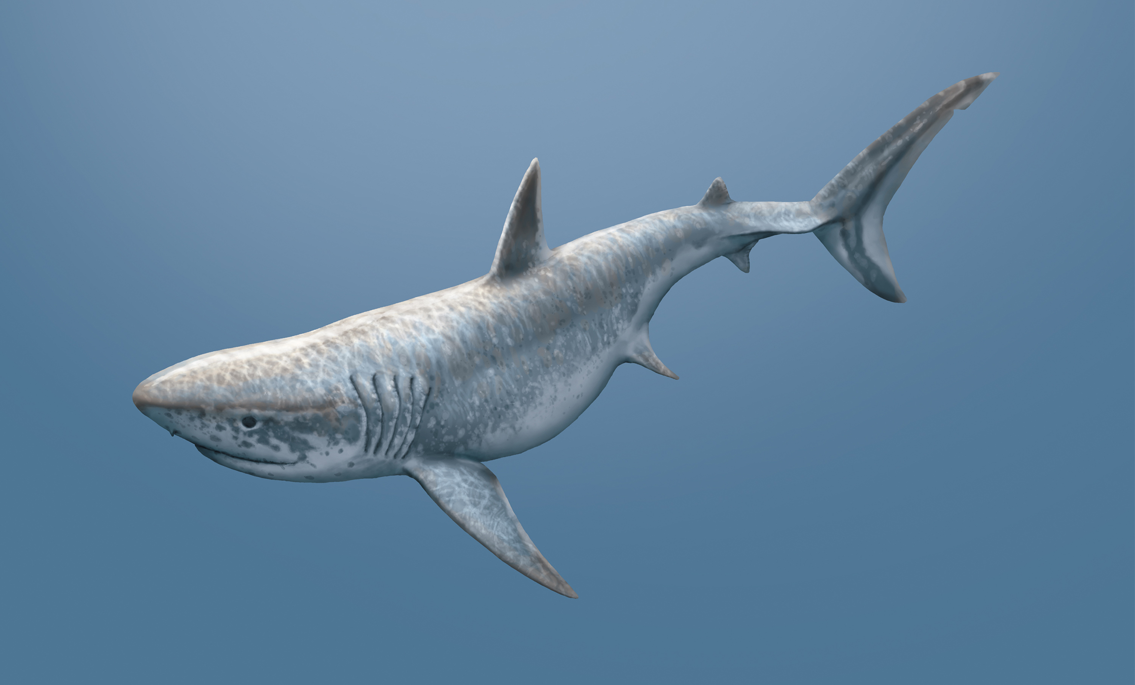 Ilustração de um tubarão Megalodon.