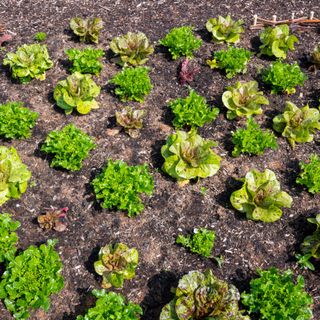 Young lettuce plants growing in an allotment
