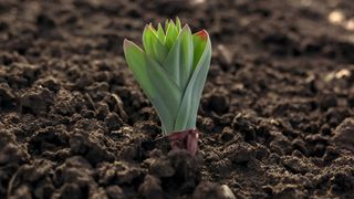 tulip plant coming through the soil