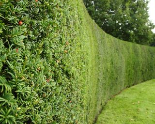 A neatly clipped yew tree hedge (taxus) frames a formal garden at Rufford Abbey, Nottinghamshire, England, UK Contributor: Deborah Vernon / Alamy Stock Photo