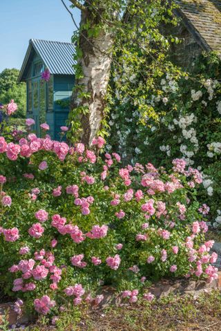 rose pruning: bonica rose from david austin roses