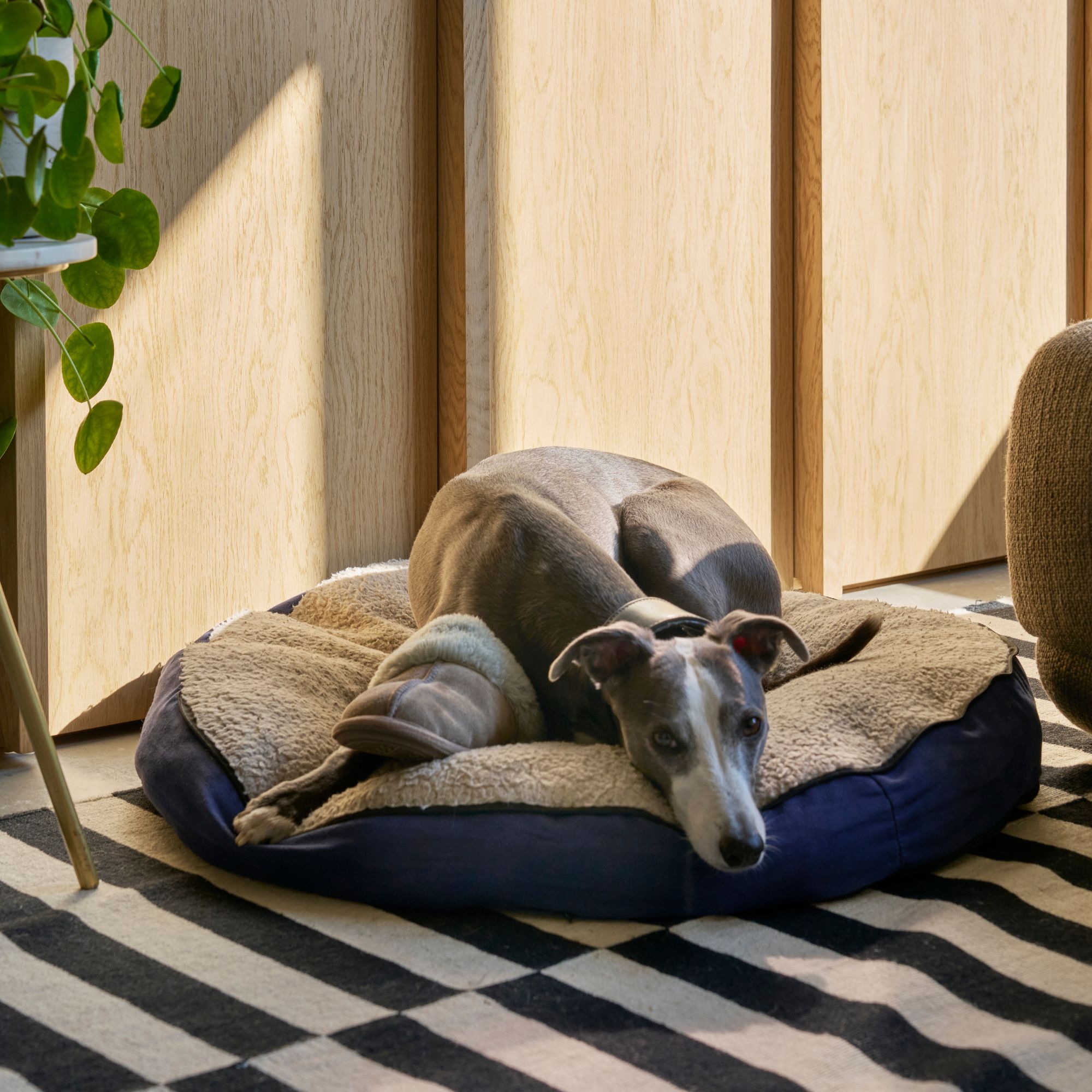 A dog lying on a navy pet bed on a striped carpet