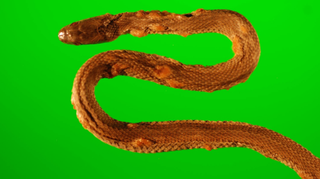 A northern water snake (Nerodia sipedon), which was captured in 2009 from an island in western Lake Erie, Ohio. The snake has crusty and thickened scales over raised blisters, a result of snake fungal disease.