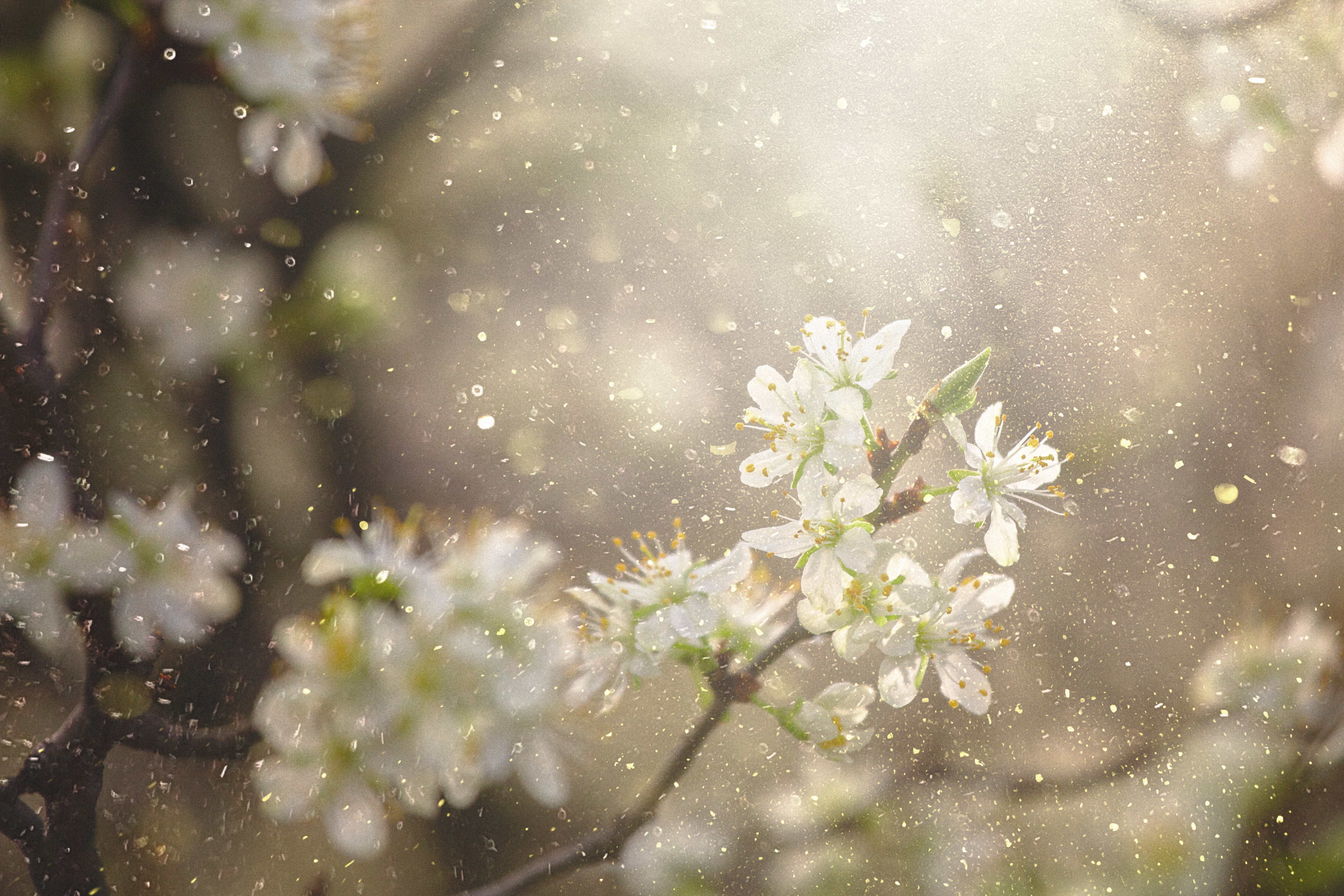 Close-up of blossom and pollen