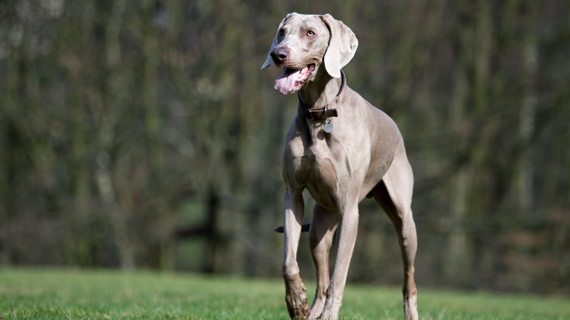 Weimaraner standing on the grass