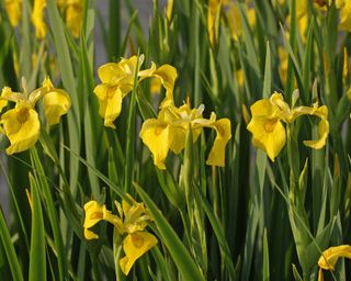 yellow flag iris (Iris pseudacorus)