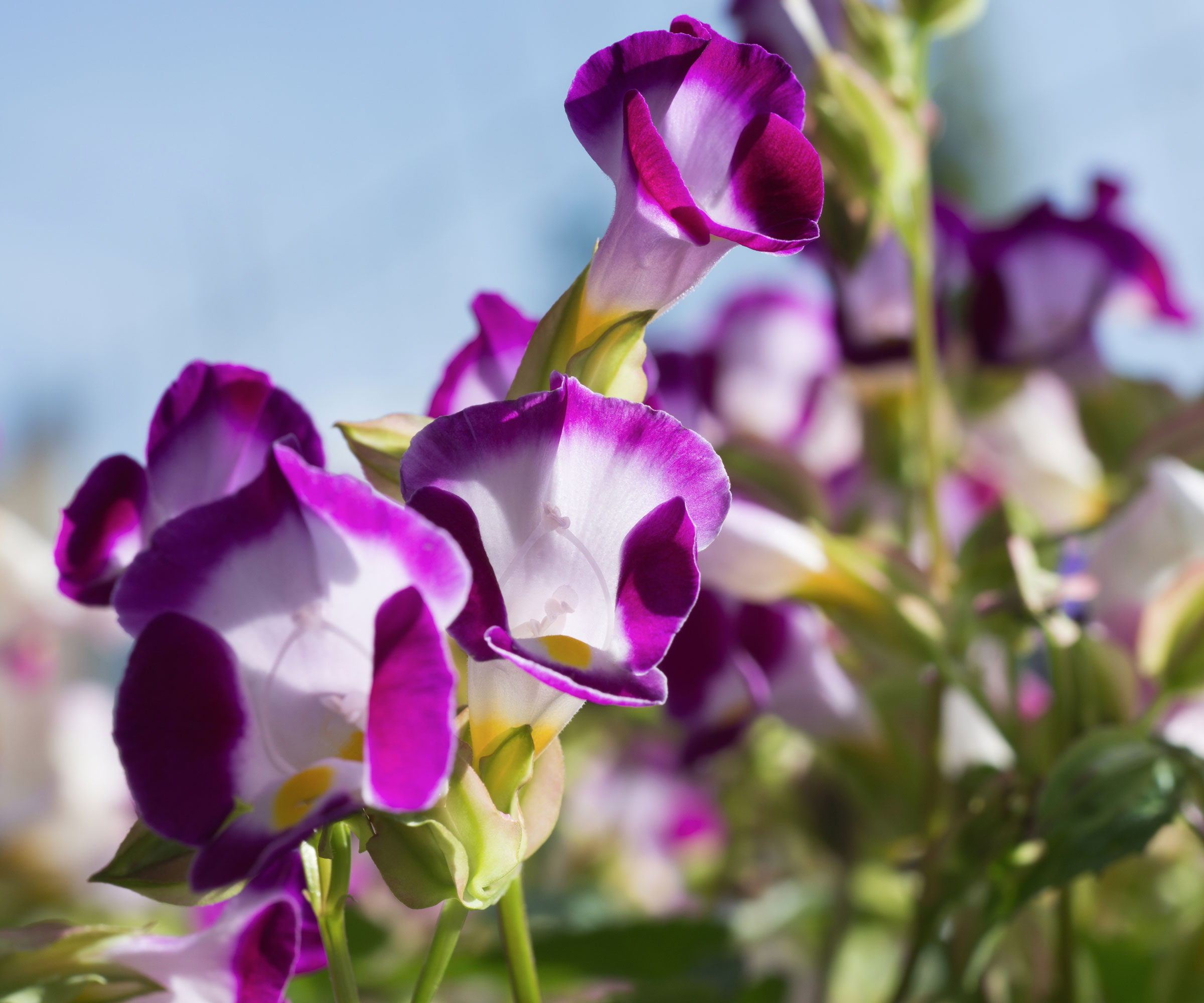 wishbone plant with purple flowers