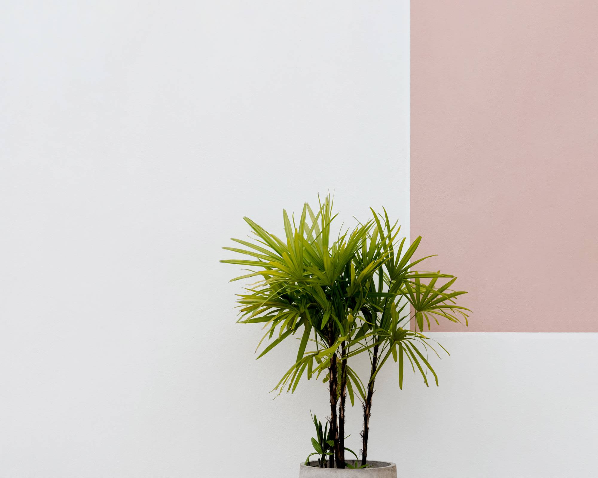 Lady palm plant on white and pink background