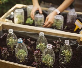 Use old plastic bottles in garden as cloches for plants