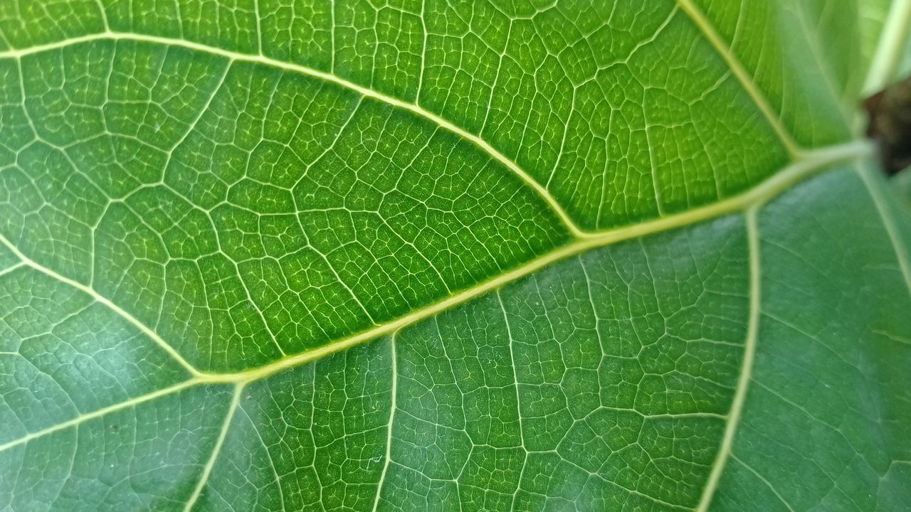Realme C35 review - camera samples