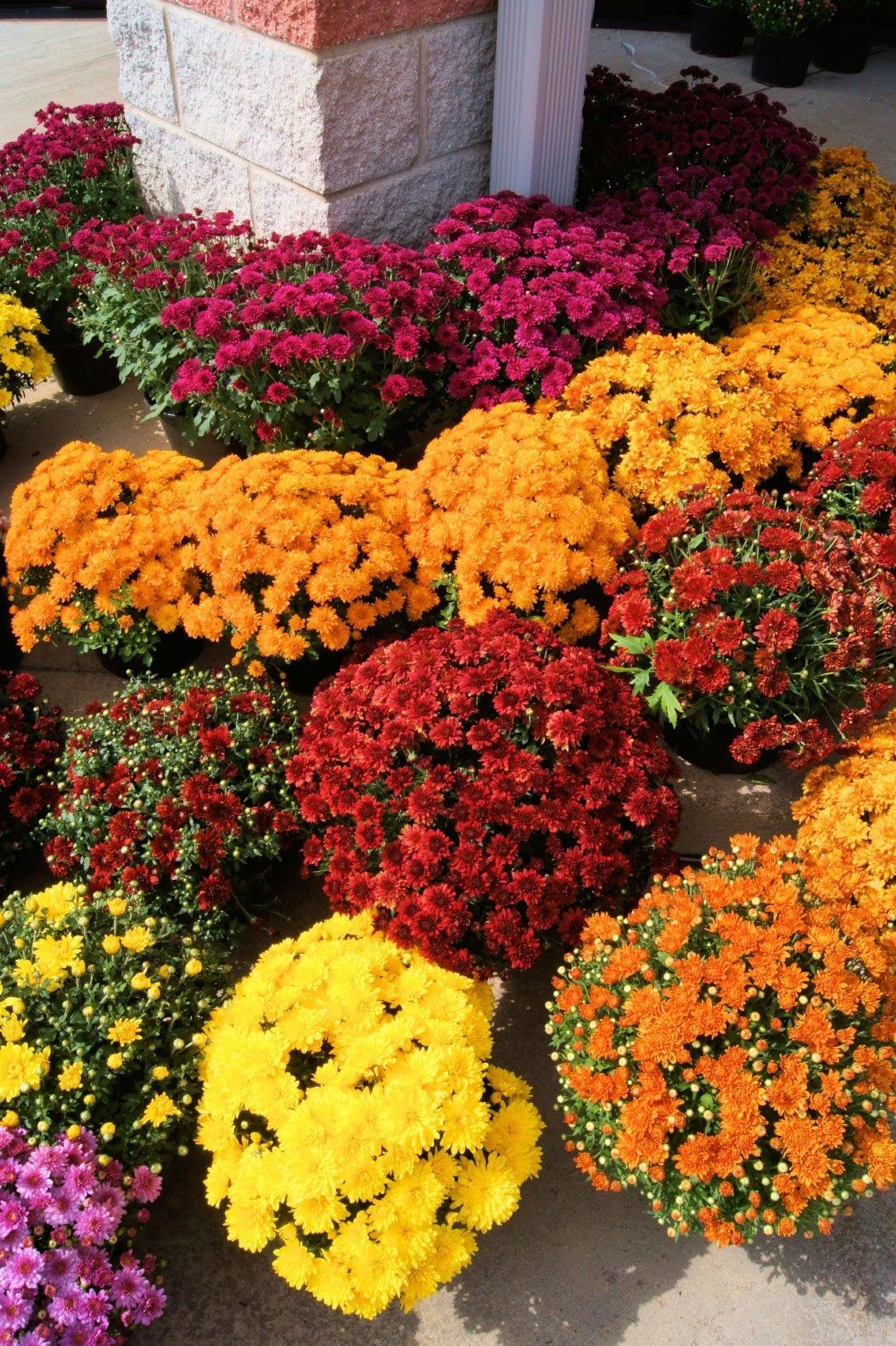 Several Colored Chrysanthemum Flowers