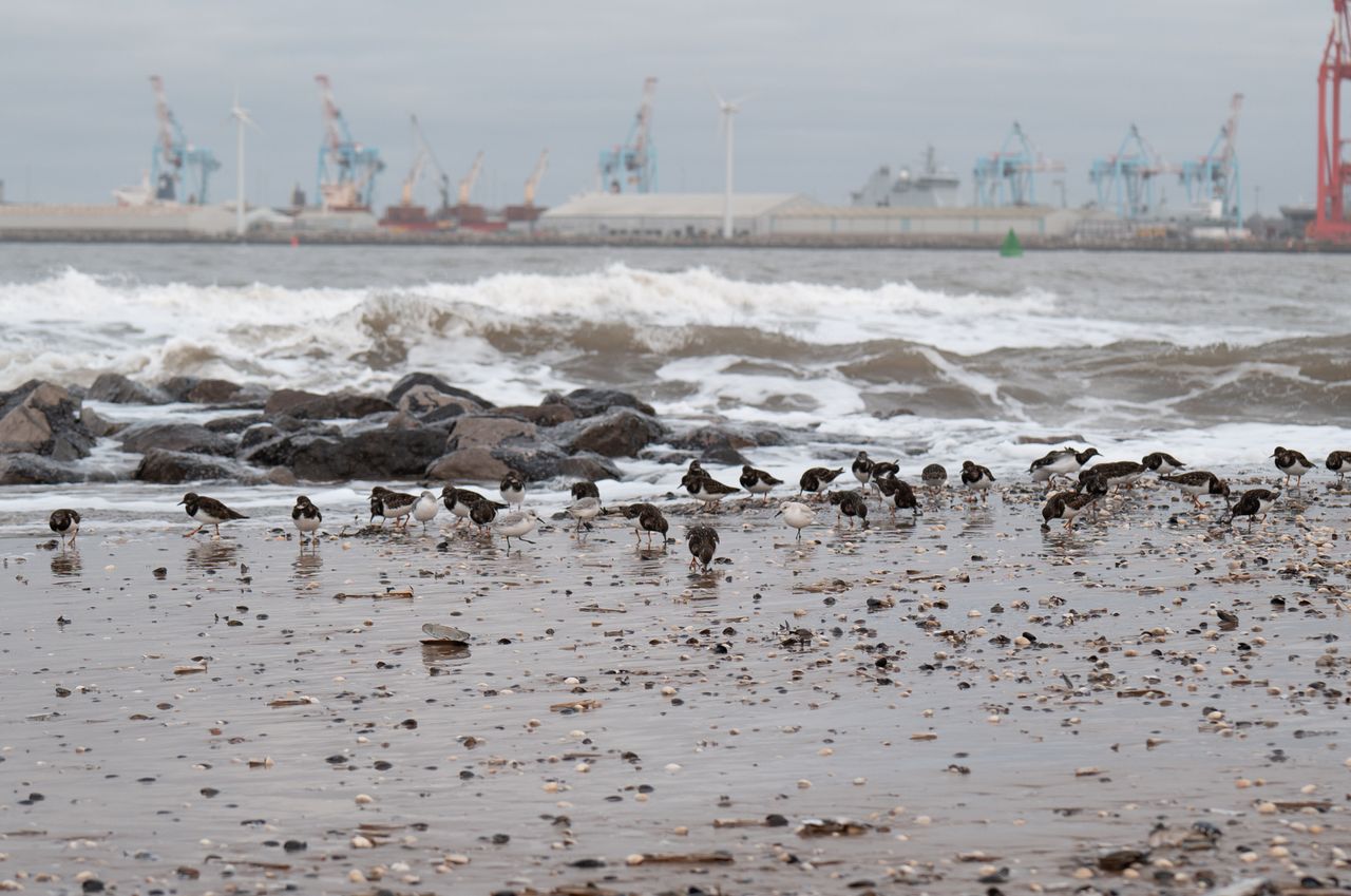 Small birds wading in breaking waves on a beach on a stormy day