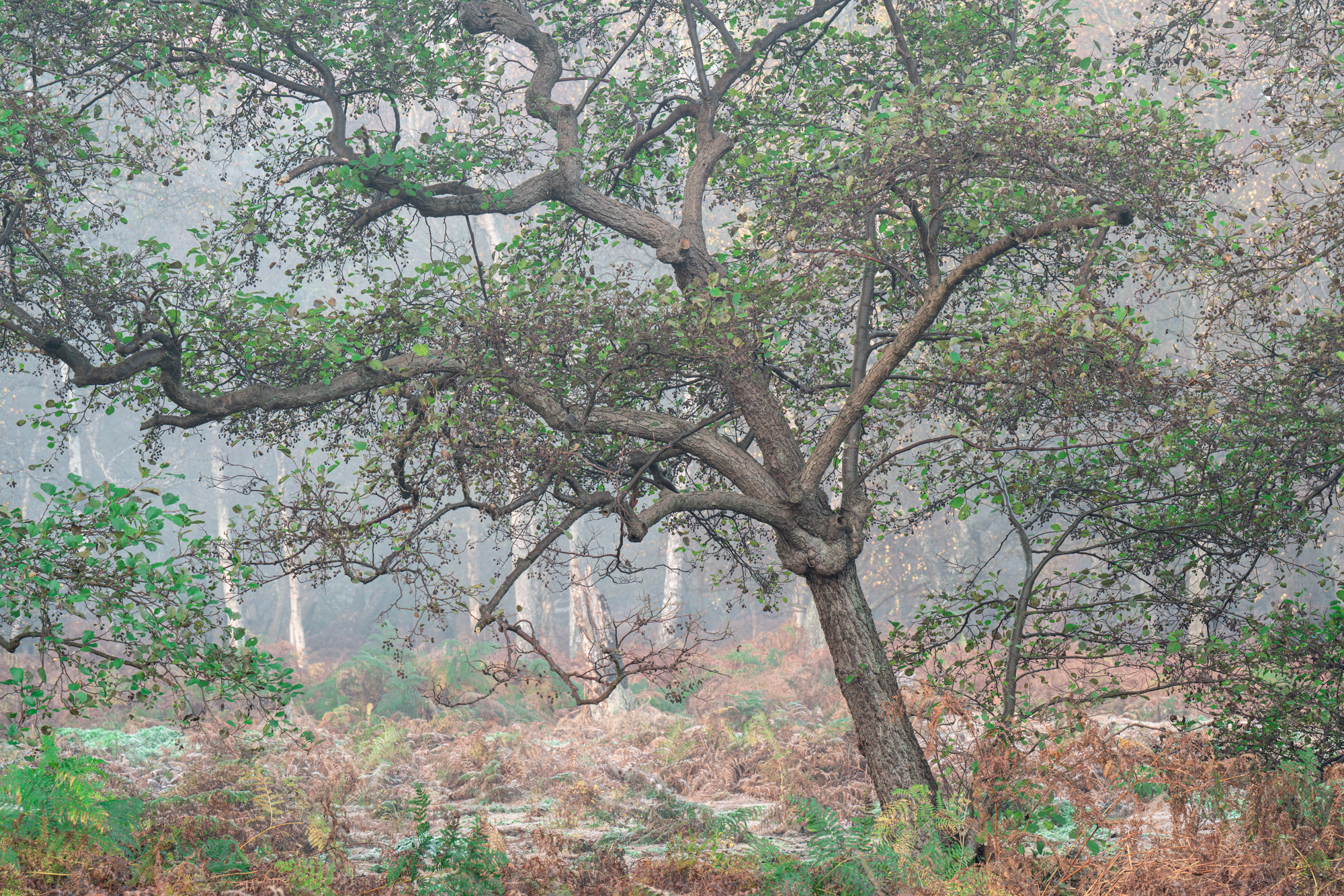 A tree in a forest