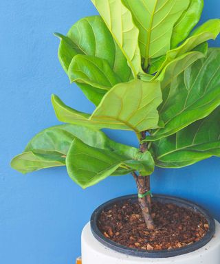 fiddle leaf fig in pot