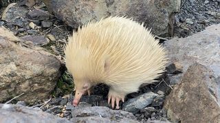 A close-up picture of Raffie the albino echidna shows its pointy snout and white spikes.