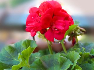 red calliope geranium