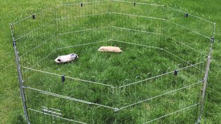 Two guinea pigs in run