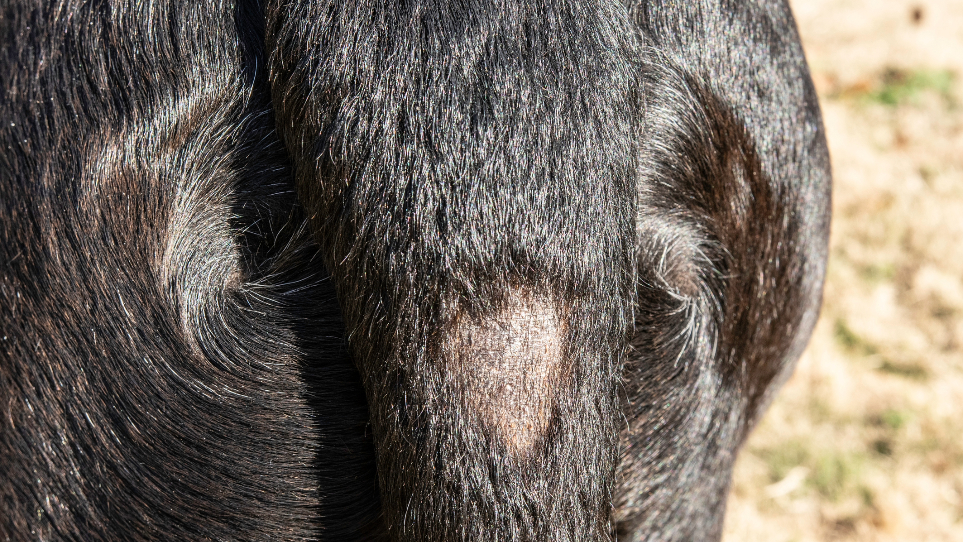 Alopecia on the tail of a black dog