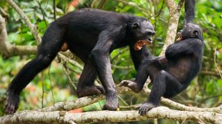 Fighting Bonobos ( Pan paniscus) on a tree branch