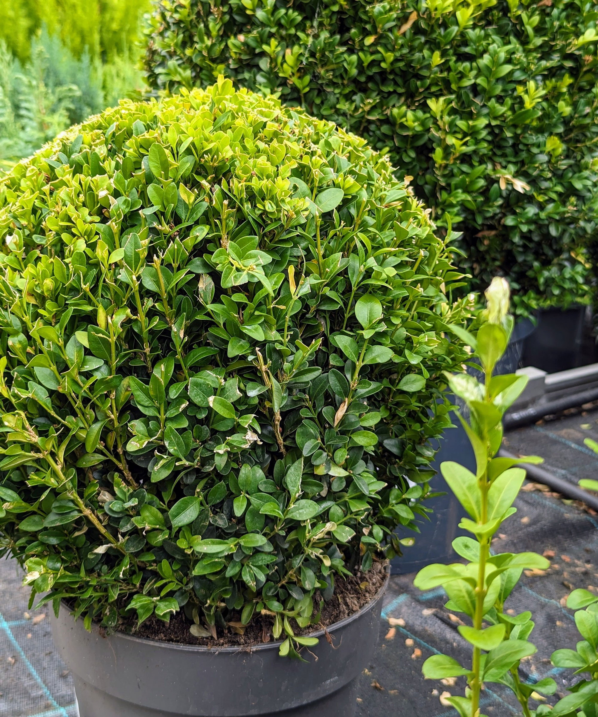 small boxwood plant in balcony container