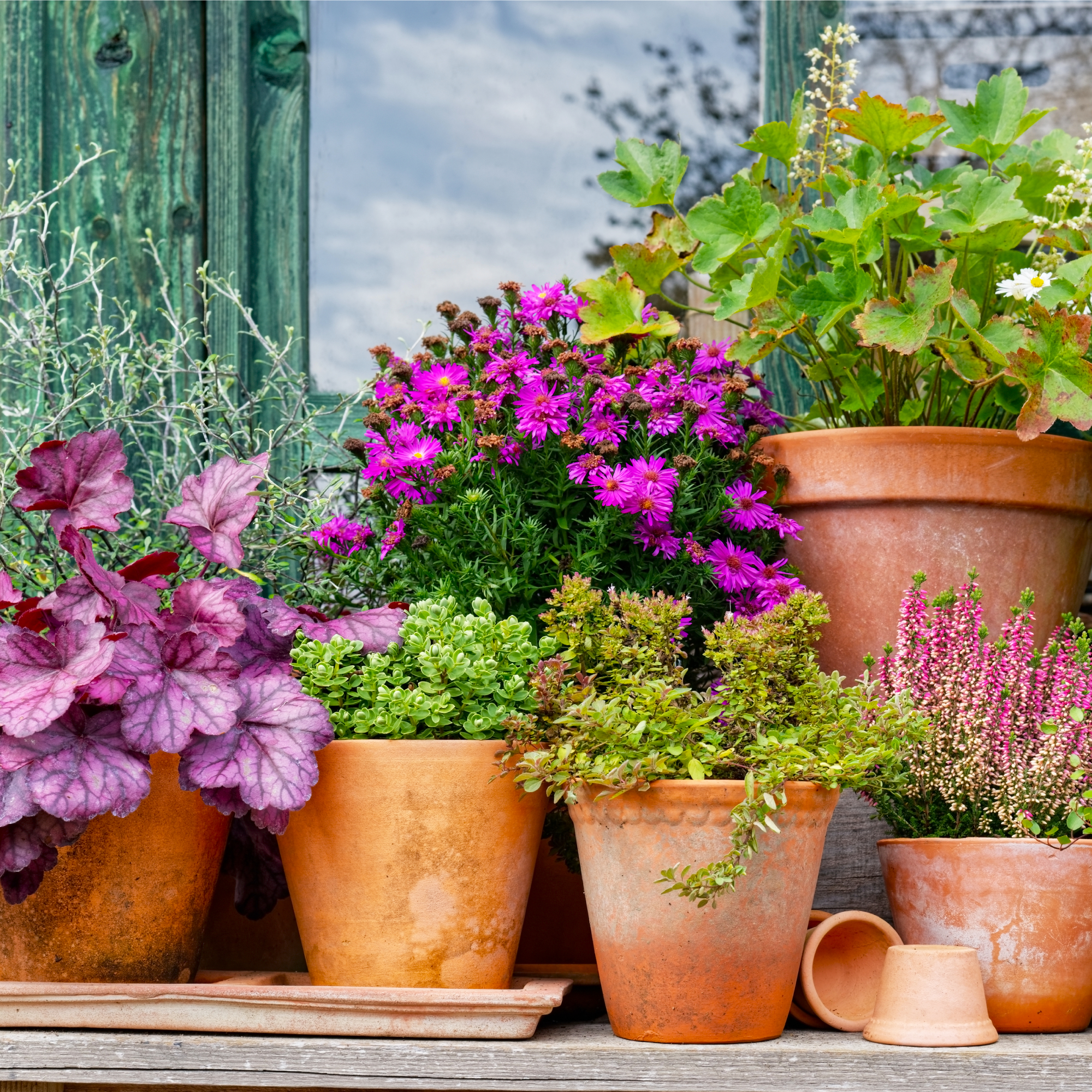 perennial plants in pots on a table outdoors 