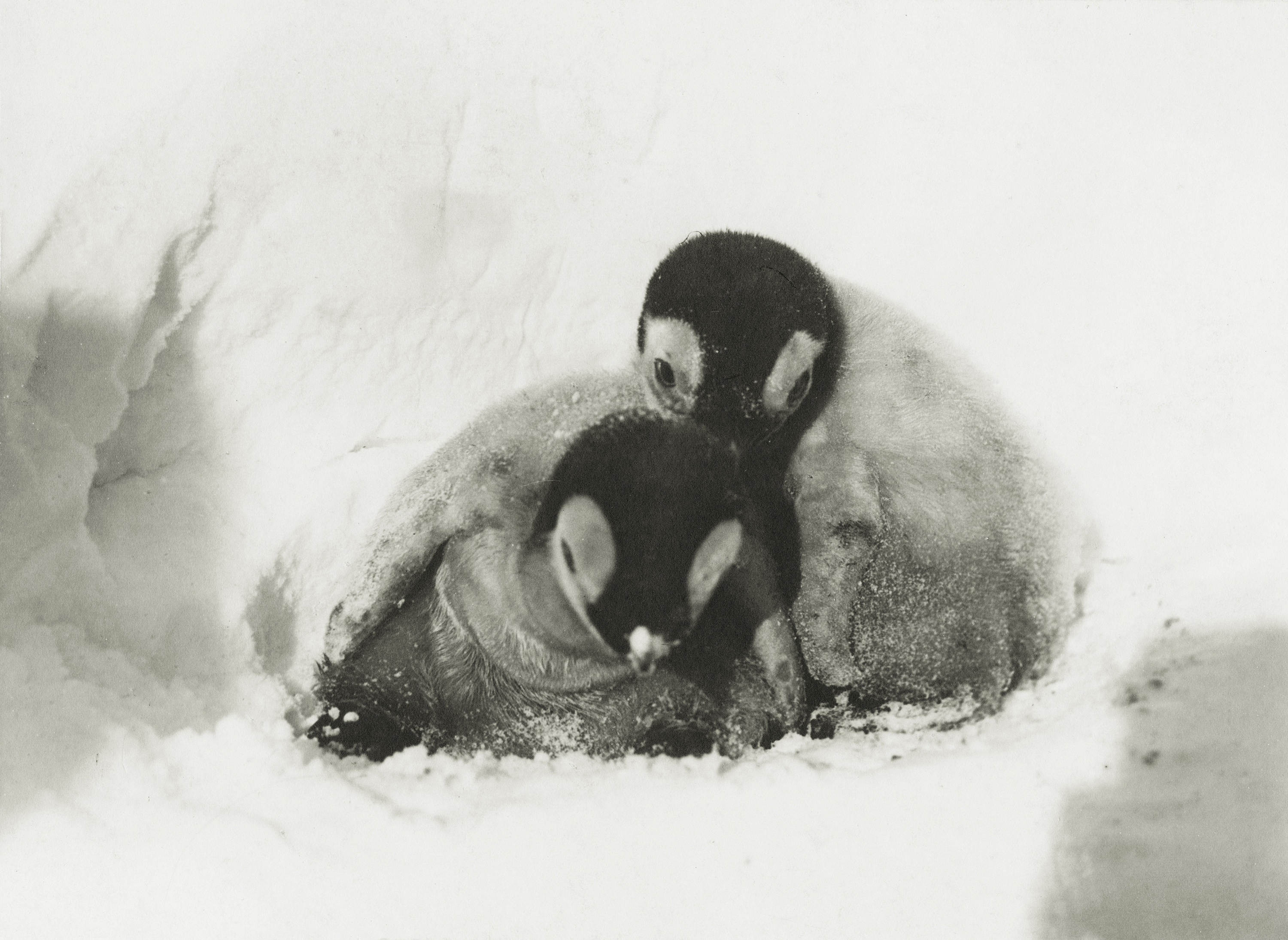 Young Emperor Penguins, Antarctica, 1901. National Antarctic Expedition 1901-1904. (Photo by R. Skelton/Royal Geographical Society via Getty Images)