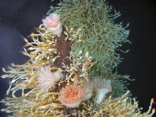 Anemones and barnacles at Antarctic deep-sea vents.