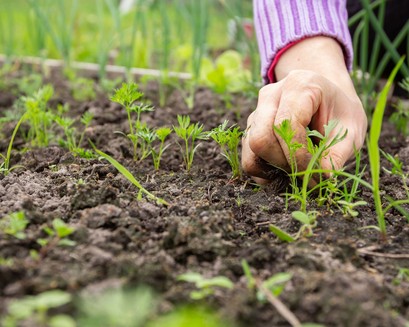 How to grow dill expert tips for cultivating this tasty herb Gardeningetc