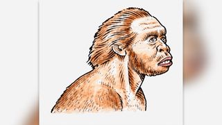Illustration of Homo habilis, head and shoulders.