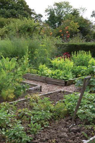 Monty Don vegetable gardening tips