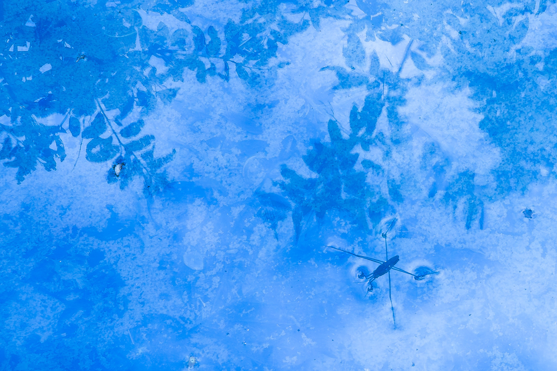 A water strider skims across the bright blue, icy surface of a pond, with frozen plant leaves visible beneath the water.