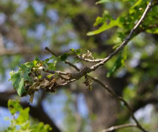 A spongy moth caterpillar on damaged leaves