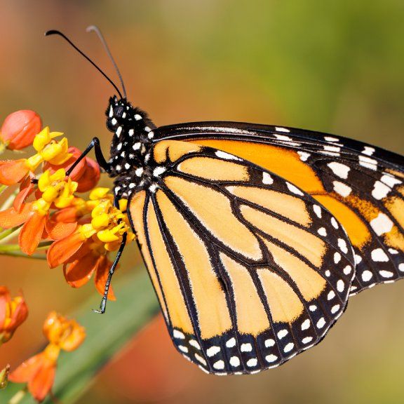 What to Know As You Learn How To Create a Butterfly Garden | Gardening ...