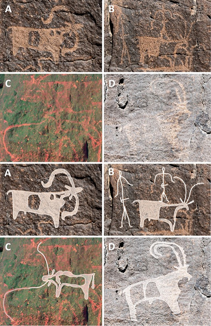 We see 8 square images. The top four are of rock art of sheep, goats, people, long-horned cattle and an ibex. The bottom four are digital enhancements of the top four.
