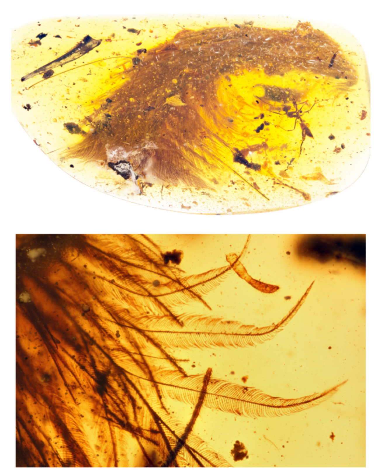 Two images showing a feathered tail preserved in amber, the bottom being a close up.