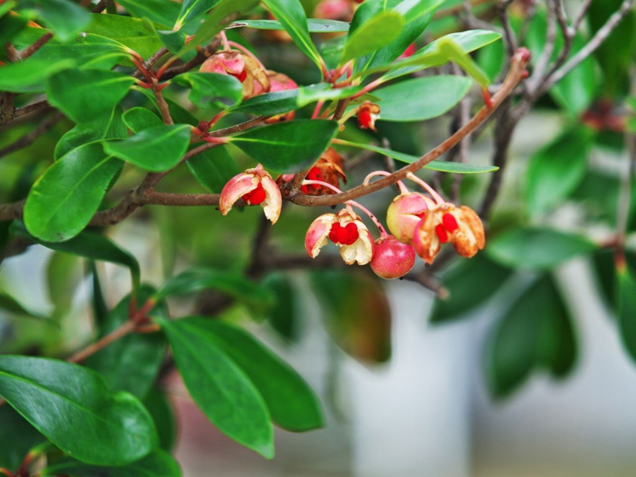 Cleyera Shrub