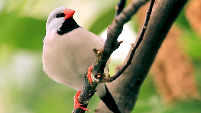 These Students Are Breeding Endangered Finches. But Will It Save the Species?