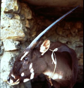 saola numbers, rare mammals, saola images, saola video, what are the rarest animals in the world, endangered species news, animals