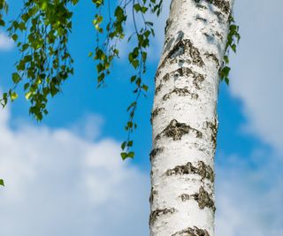 Silver birch bark