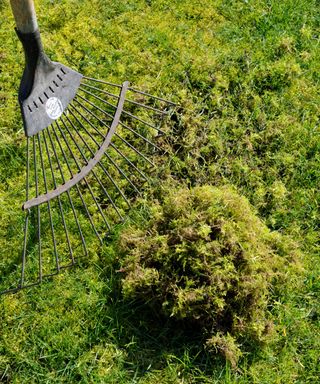 Lawn moss being removed with a spring tine rake.